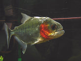 Serrasalmus Manueli M Piranha Manueli